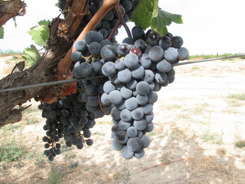 A polyphenolrich grapewine extract lowers blood pressure in mildly